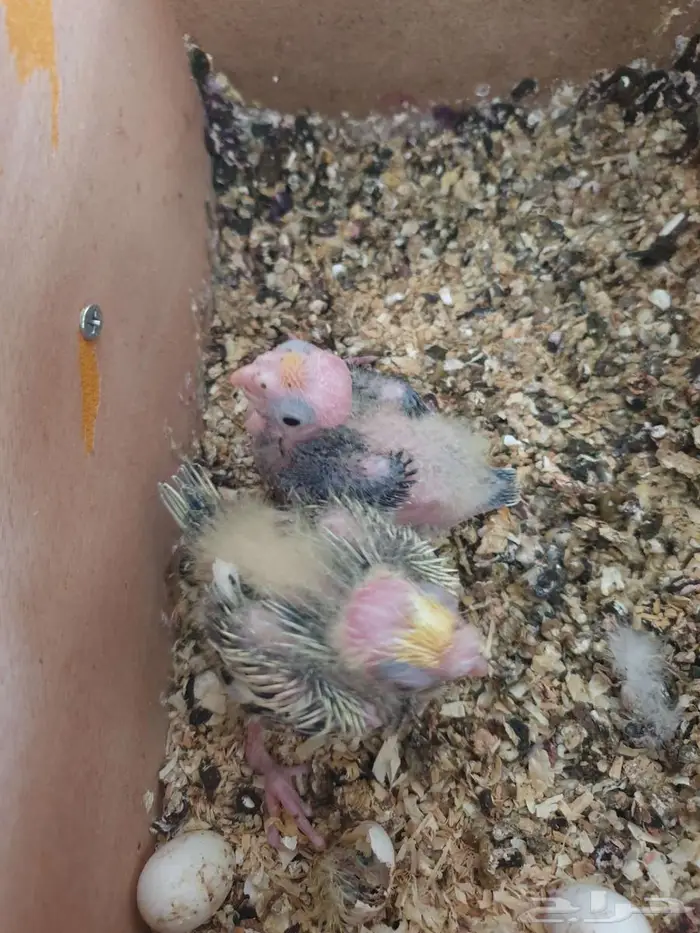 فروخ الكروان تم البيع بالكامل 3