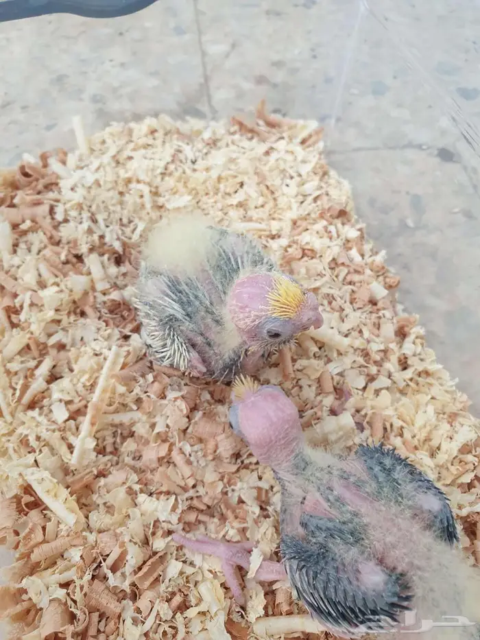 فروخ الكروان تم البيع بالكامل 0