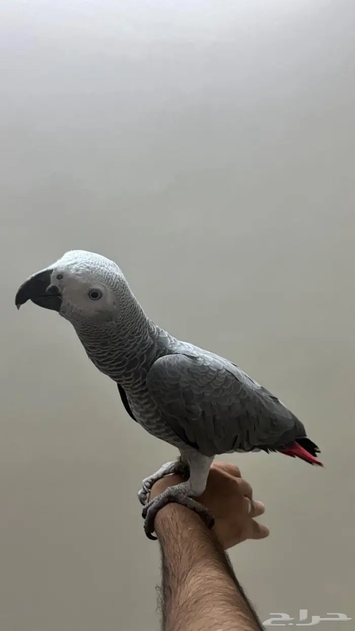 كاسكو سوبر جامبو تم البيع 3