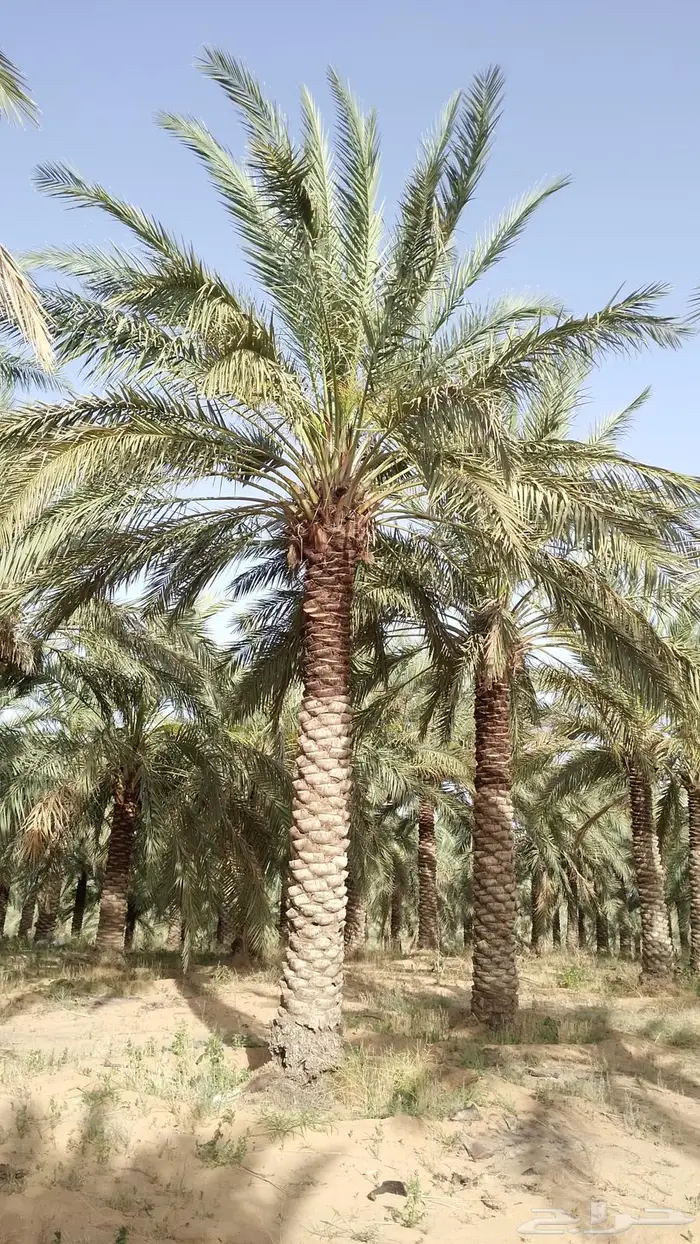 للبيع نخل عربي أطوال مختلفه 1