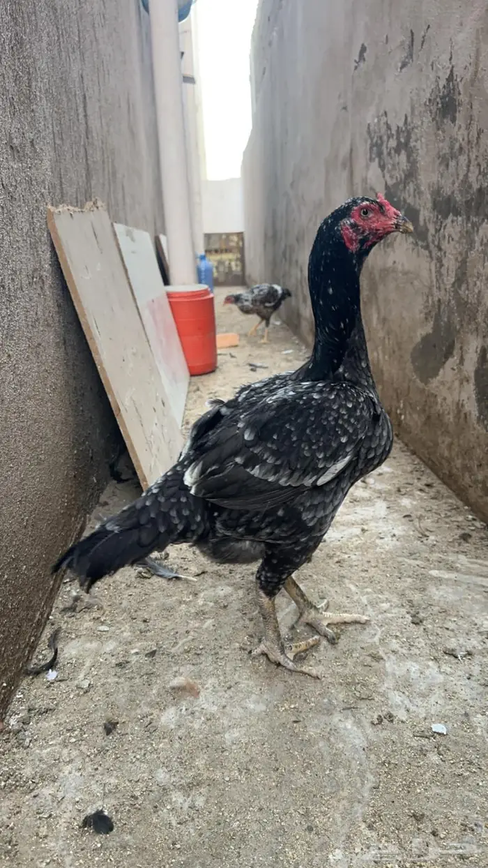 دجاجه سنديه 0