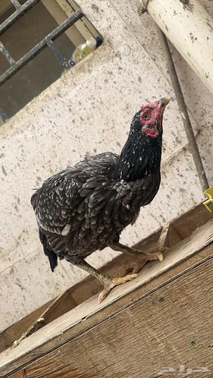 دجاجه سنديه 1