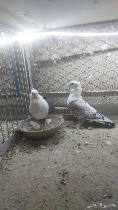 للبيع زوج حب رمان تم البيييع 7