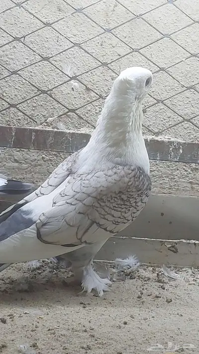 للبيع زوج حب رمان تم البيييع 5