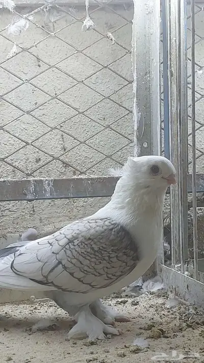 للبيع زوج حب رمان تم البيييع 4
