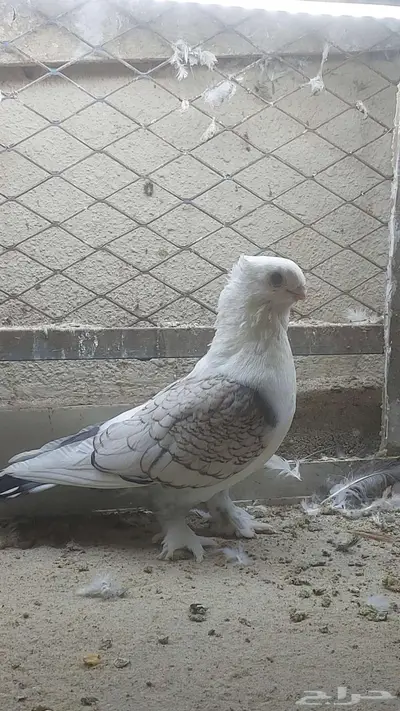 للبيع زوج حب رمان تم البيييع 1
