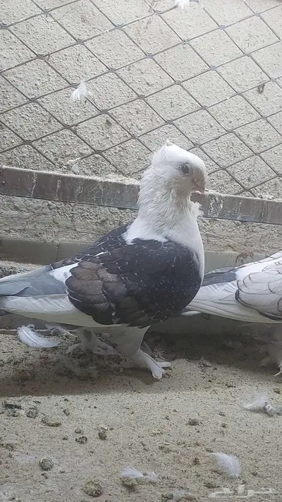 للبيع زوج حب رمان تم البيييع 2