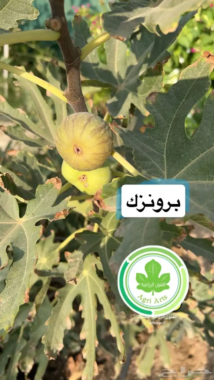 شتلات تين - أصناف نادرة 2