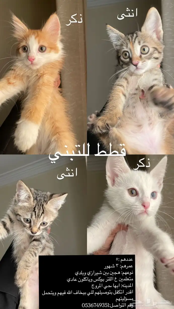 قطط للتبني 0