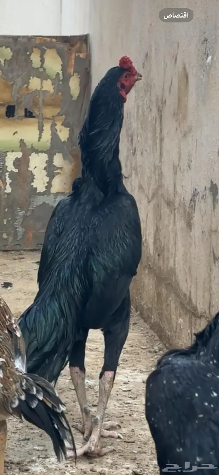 دجاجه سنديه 2