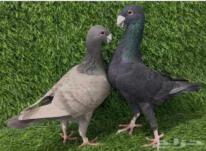 للبيع جوز بيوتي هومر 0