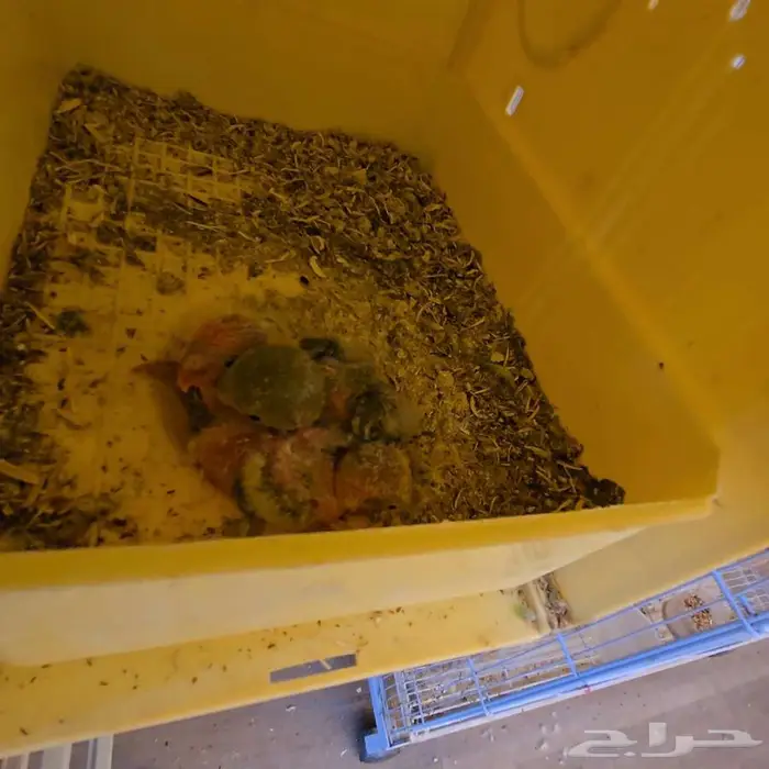 زوج روز مع 3 فروخ 1