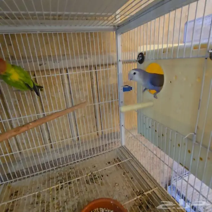 زوج روز مع 3 فروخ 0