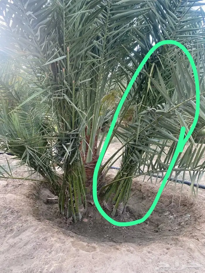 جثيث صفري وشكل متوفر إعداد وتوصيل جميع مناطق الجنوب 4