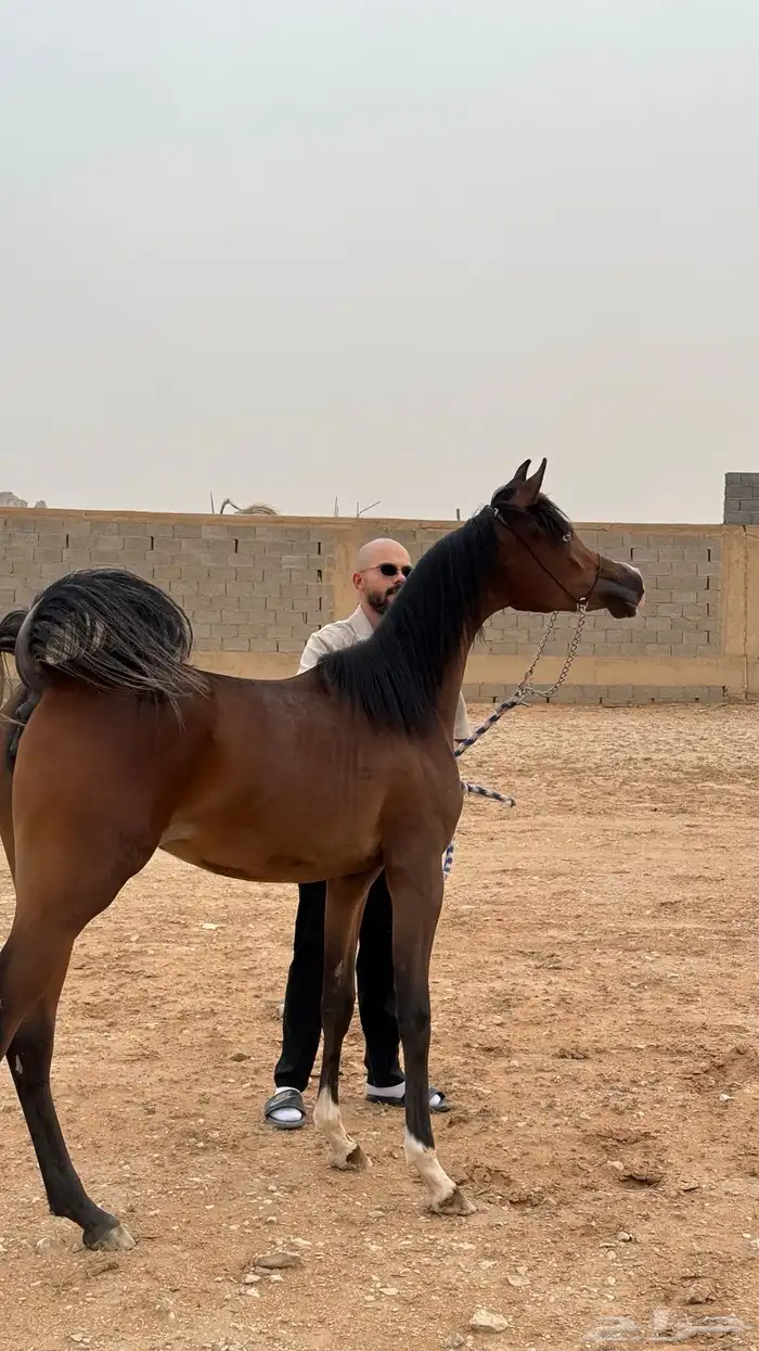 مهره شعبيه عينها نادره وشيخه تم البيع 0
