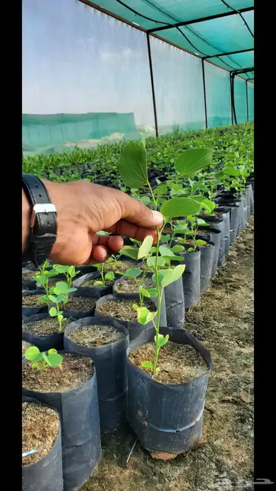 شتلات متنوعة كميات 3