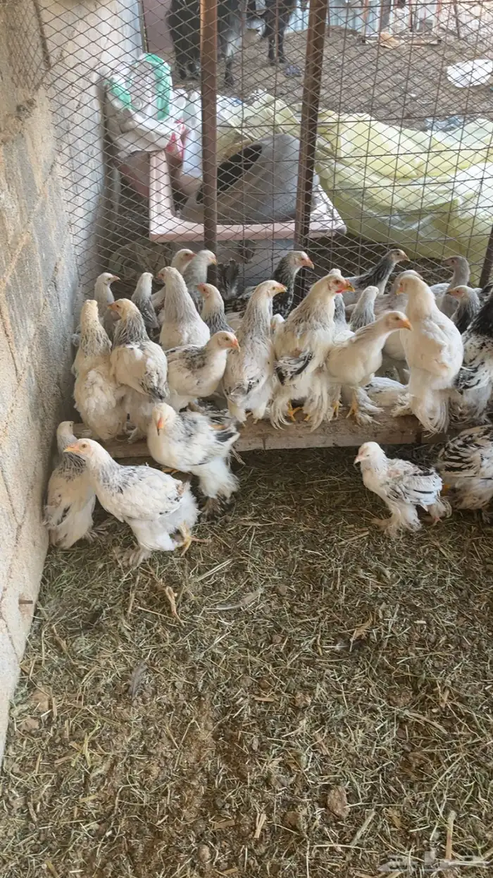 دجاج براهما 4