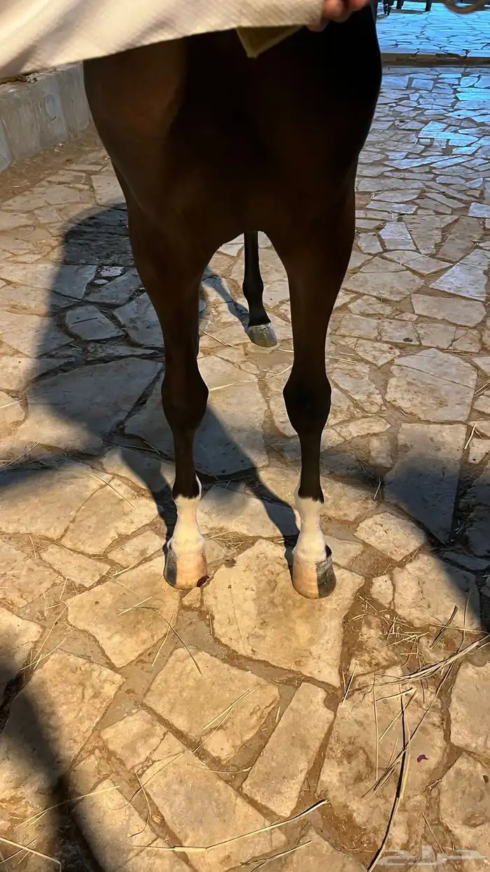 مهره شعبيه عينها نادره وشيخه تم البيع 1
