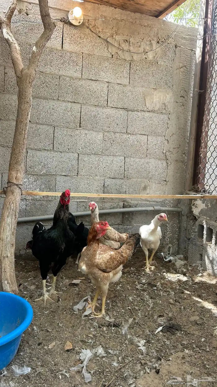 دجاج هندي مستوى ماشاءالله صحه ونظافه الموقع الأحساء القرين 2
