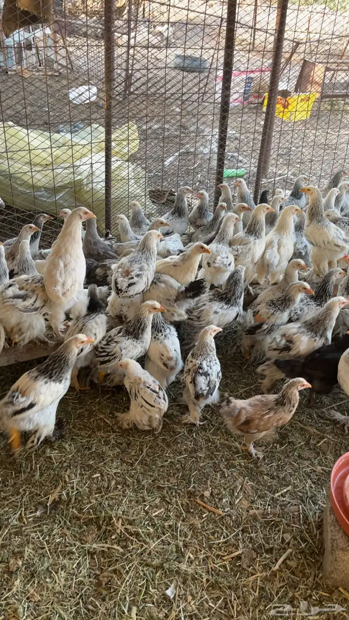 دجاج براهما 2