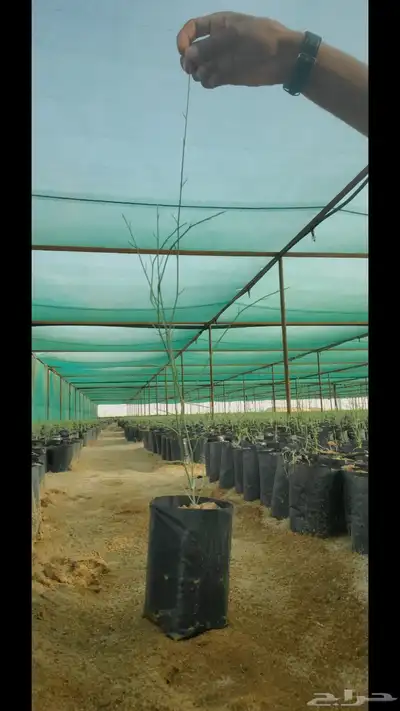 شتلات متنوعة كميات 2