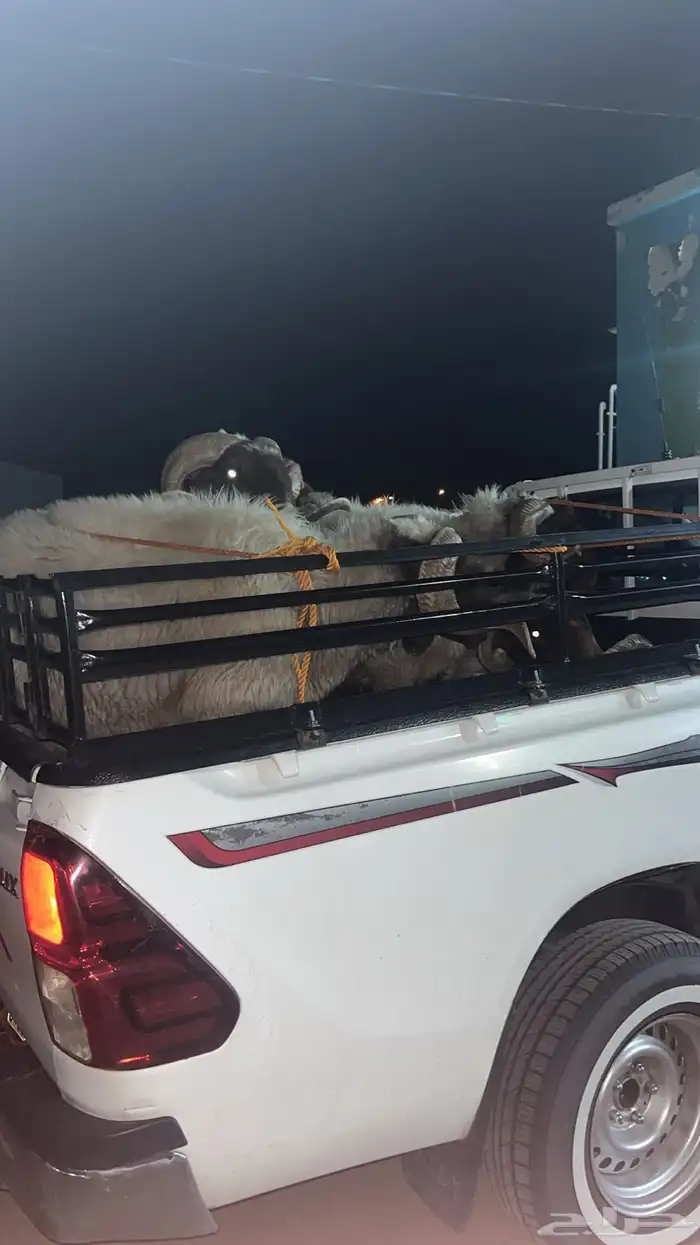 نقل داخل الرس وخارجه 4