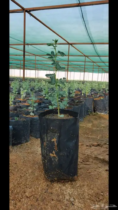 شتلات متنوعة كميات 0