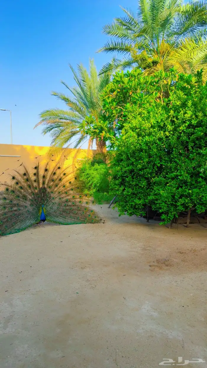 طاووس هندي 0