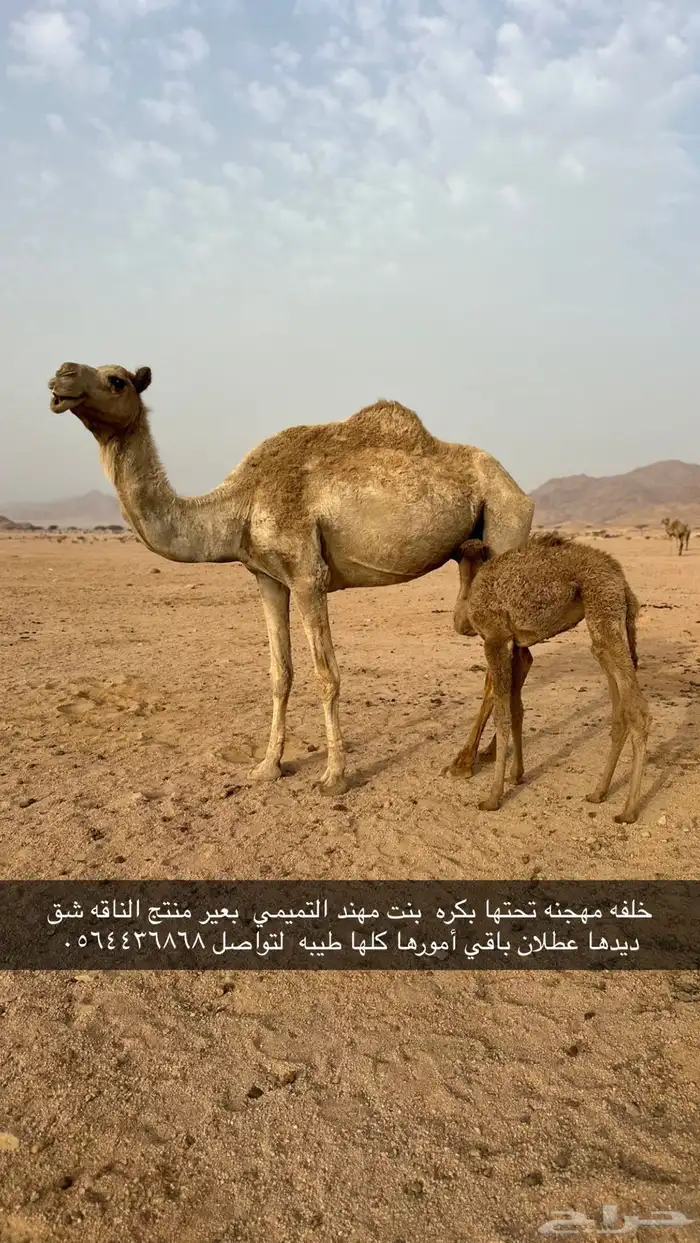 خلفه مهجنه تحتها بكره طيبه بنت مهند التميمي الناقه شق ديد 0