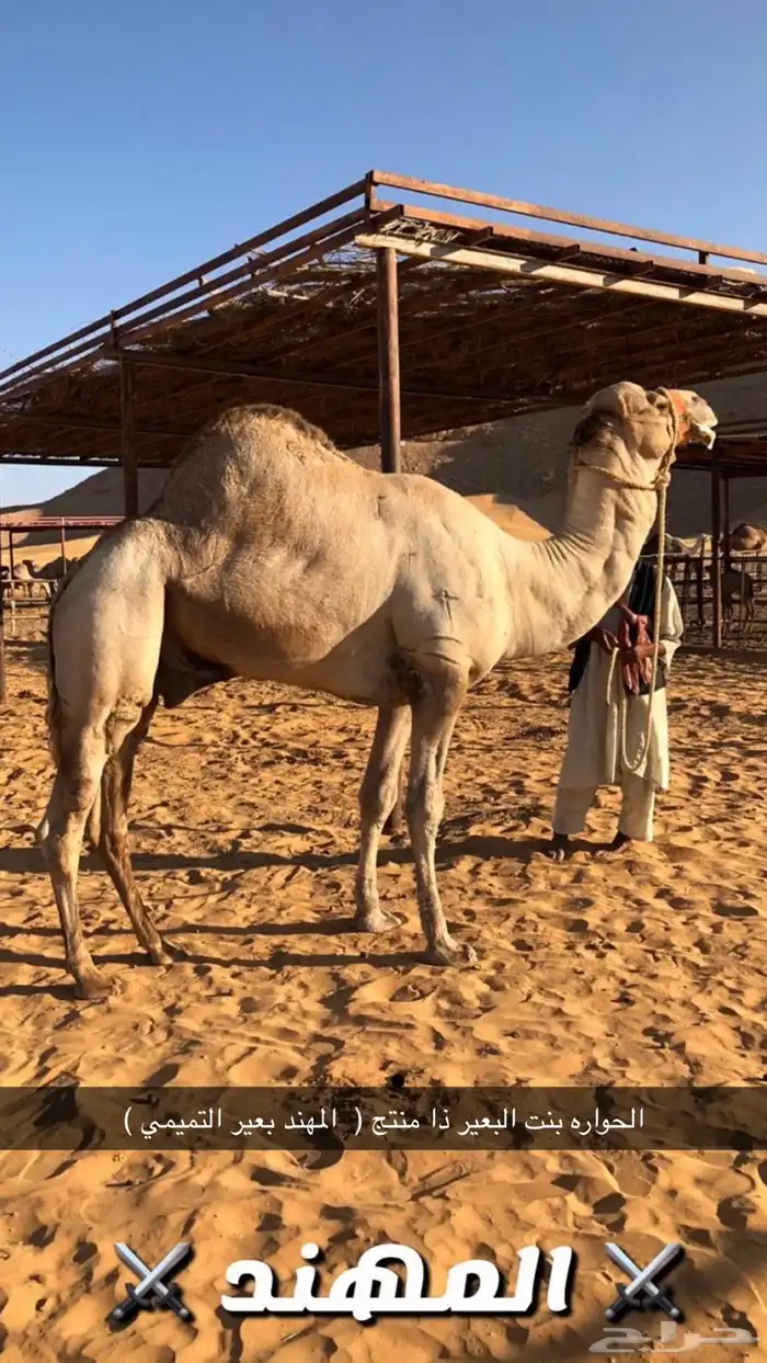 خلفه مهجنه تحتها بكره طيبه بنت مهند التميمي الناقه شق ديد 1