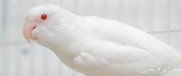 أهل النوادر زوج فيشر البينو صافي عيون حمر 0