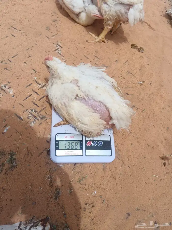 دجاج لاحم 1