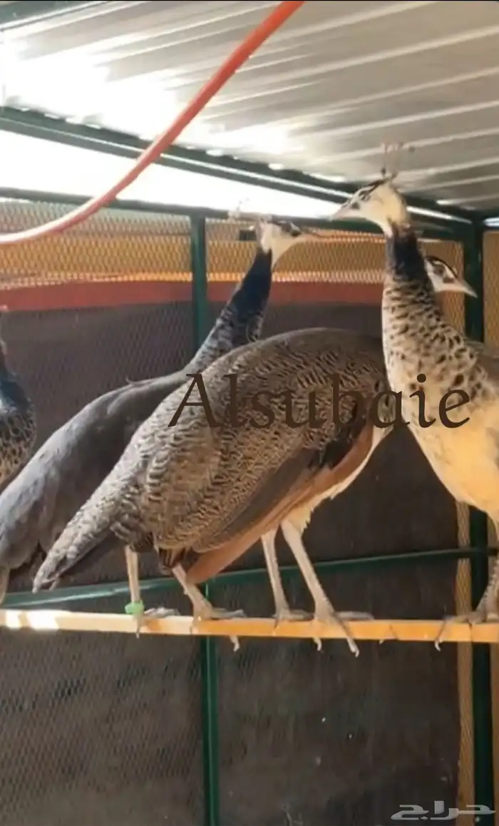 طاووس هندي 0