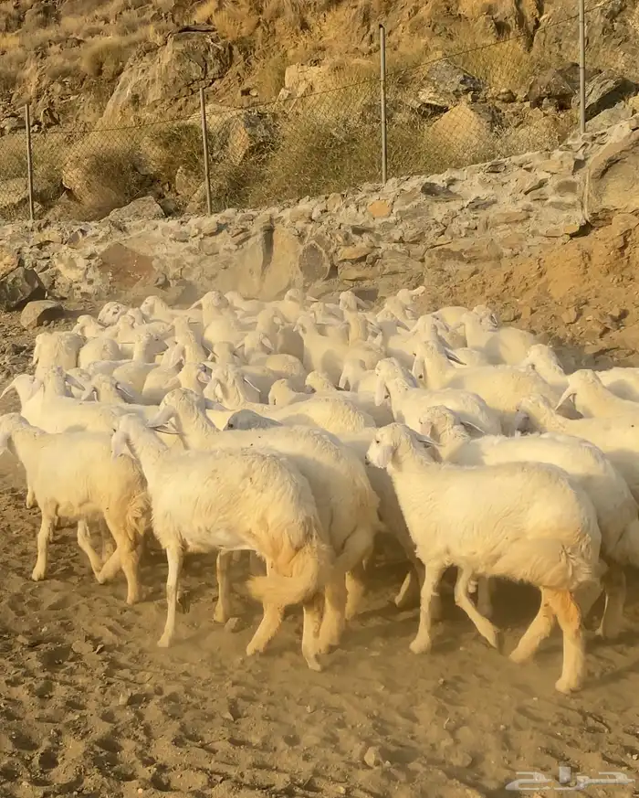 رخال حريات فواخر مراح واحد 57 ( تم البيع) 1