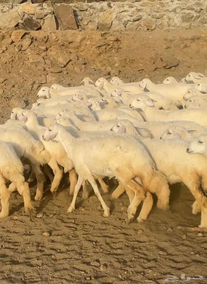 رخال حريات فواخر مراح واحد 57 ( تم البيع) 0