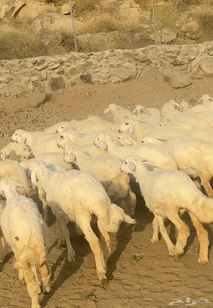 رخال حريات فواخر مراح واحد 57 ( تم البيع) 3