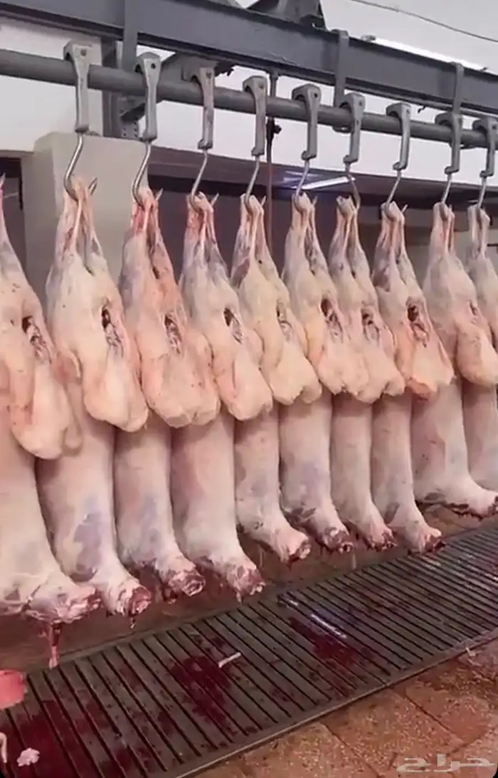 ذبائح ابو فهد وأسعار مناسبه على النعيمي والحري 0
