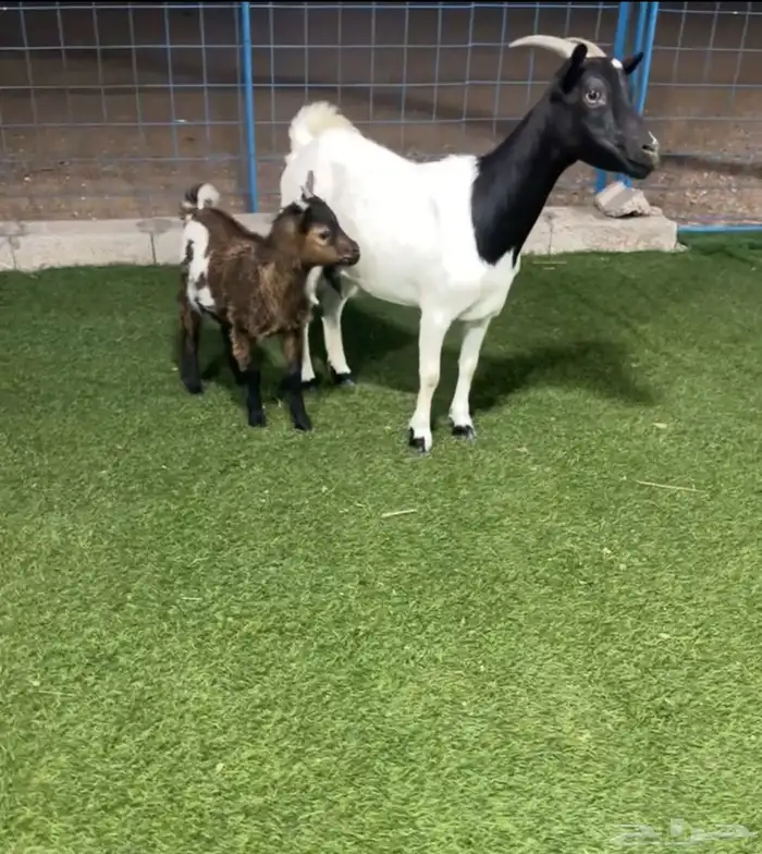 عنز قزمية معها تيس 0