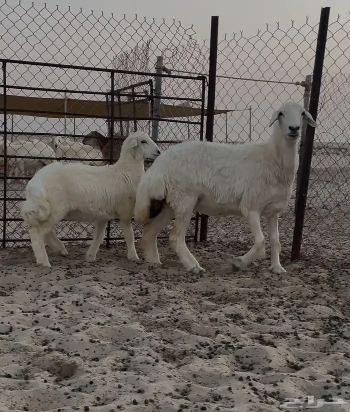 تم البيع 0