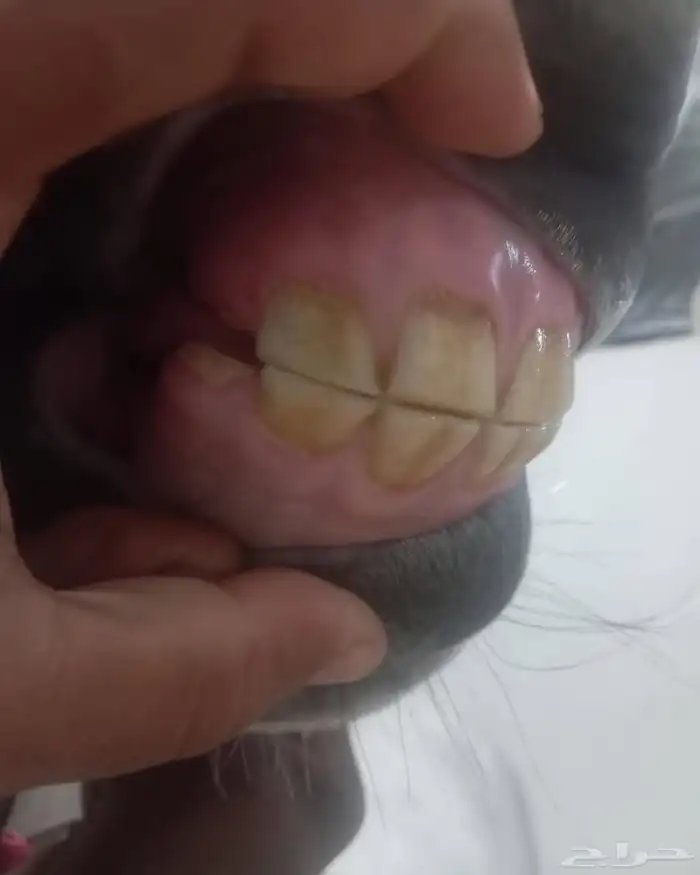 فرس واهو فاخره جمال 6