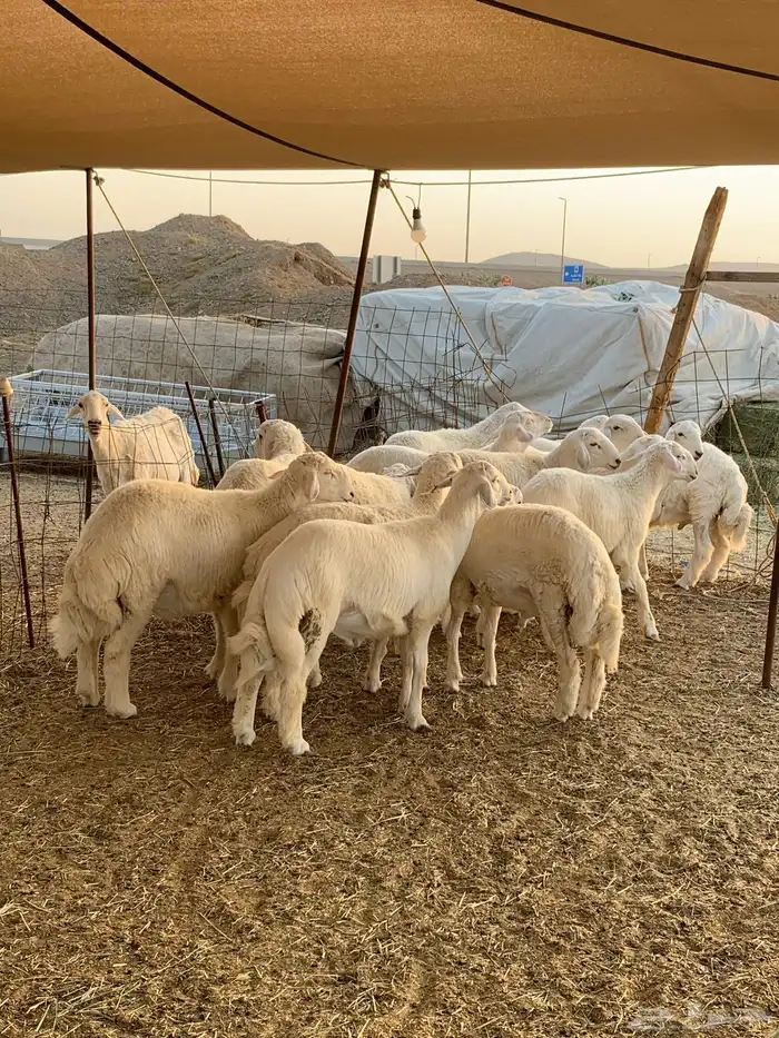 ذبايح ذبائح حري للبيع فاخر 5
