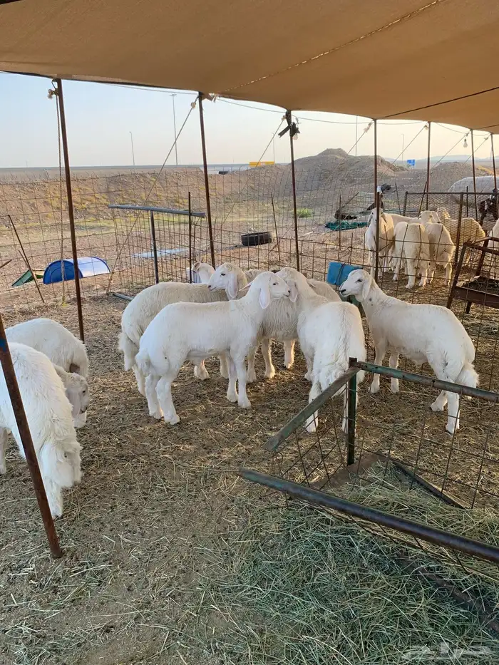 ذبايح ذبائح حري للبيع فاخر 1