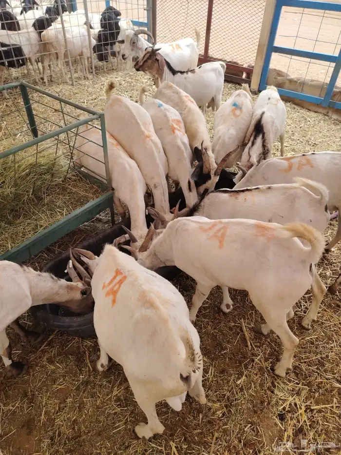 برابر صومالي جدعان للتفريد والجمله 7