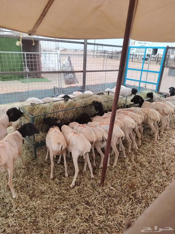 برابر صومالي جدعان للتفريد والجمله 1