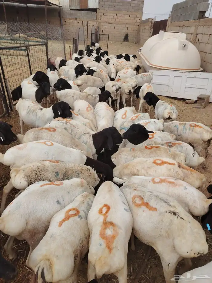 برابر صومالي جدعان للتفريد والجمله 6