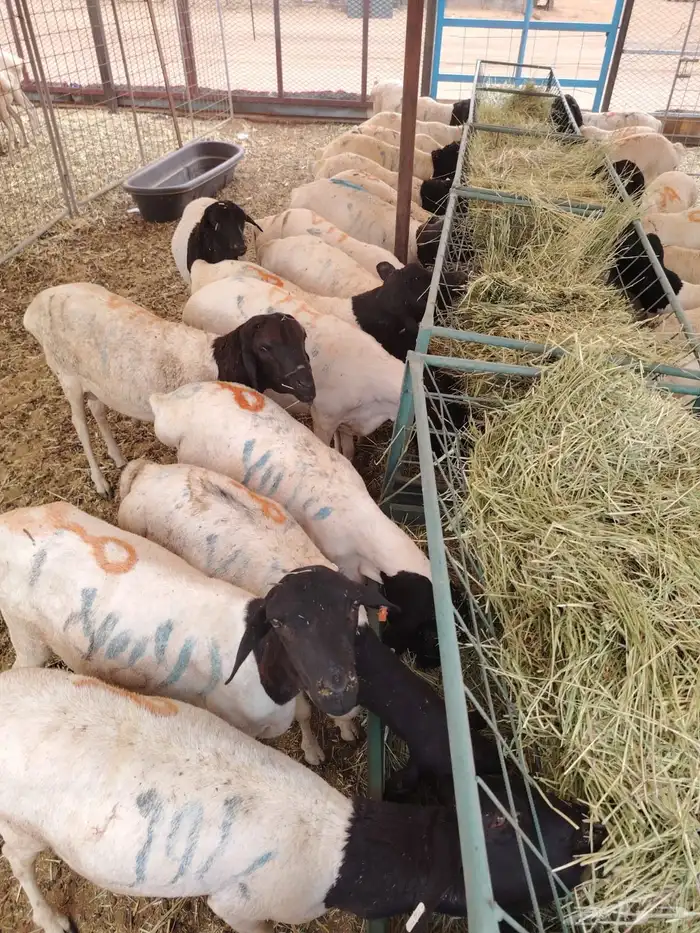 برابر صومالي جدعان للتفريد والجمله 4