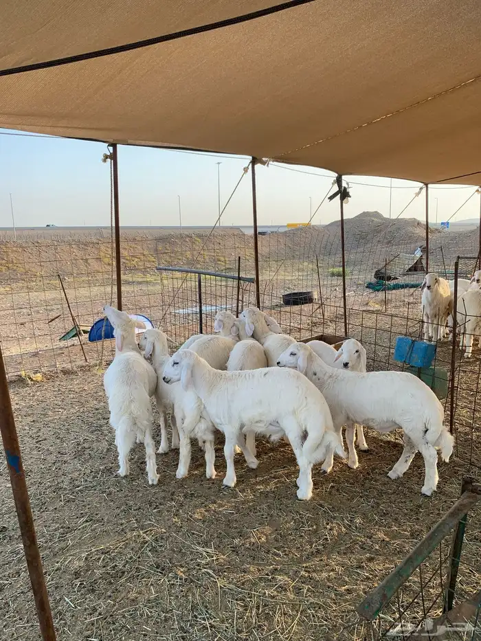 ذبايح ذبائح حري للبيع فاخر 4