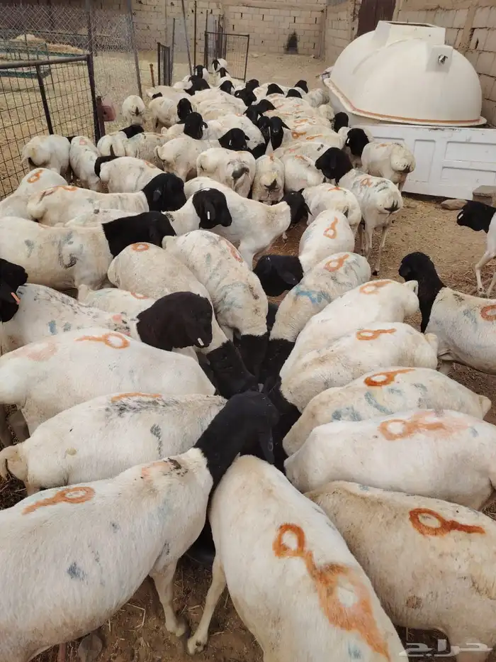 برابر صومالي جدعان للتفريد والجمله 5