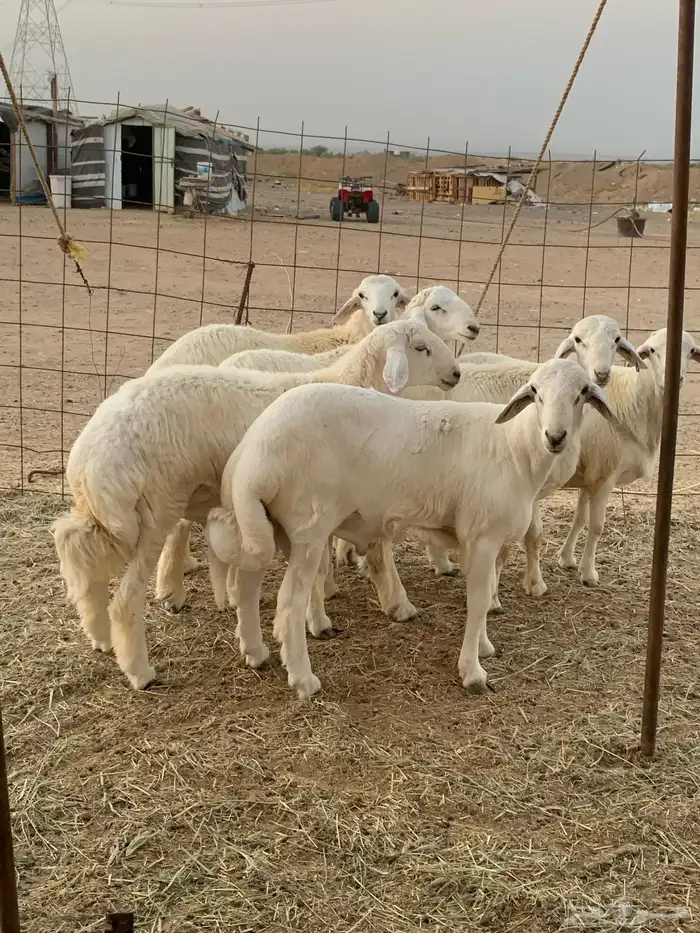 ذبايح ذبائح حري للبيع فاخر 8