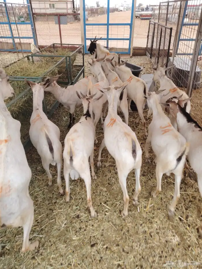 برابر صومالي جدعان للتفريد والجمله 2